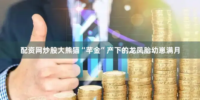 配资网炒股大熊猫“芊金”产下的龙凤胎幼崽满月